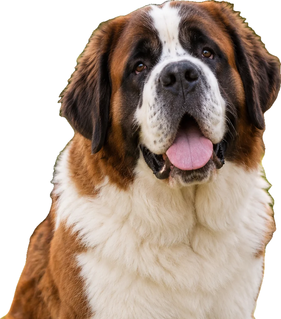 Cão São Bernardo